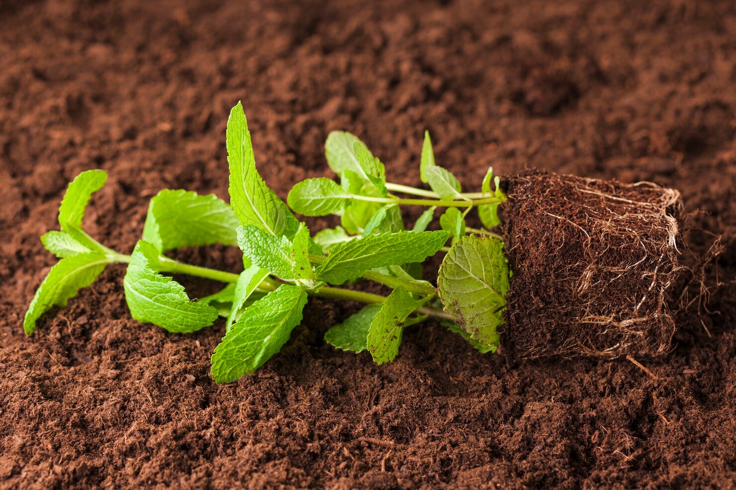 Sulphur powder